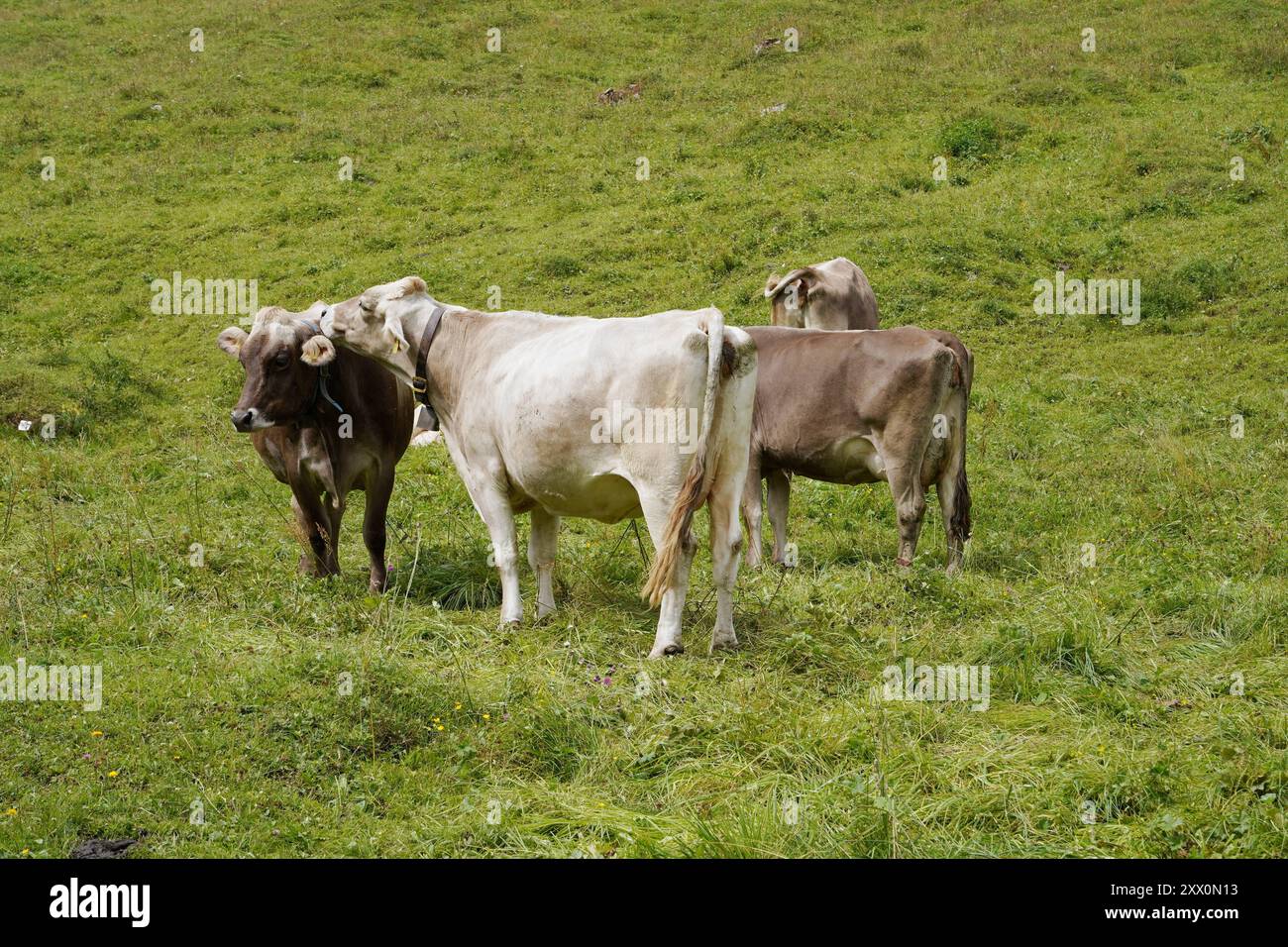Anton Geisser 21.08.2024 Meiringen Landwirtschaft Schweiz. Bild : Kuehe auf einer Alpweide *** Anton Geisser 21 08 2024 Meiringen Landwirtschaft Schweiz Bild Kühe auf einer Almweide Stockfoto