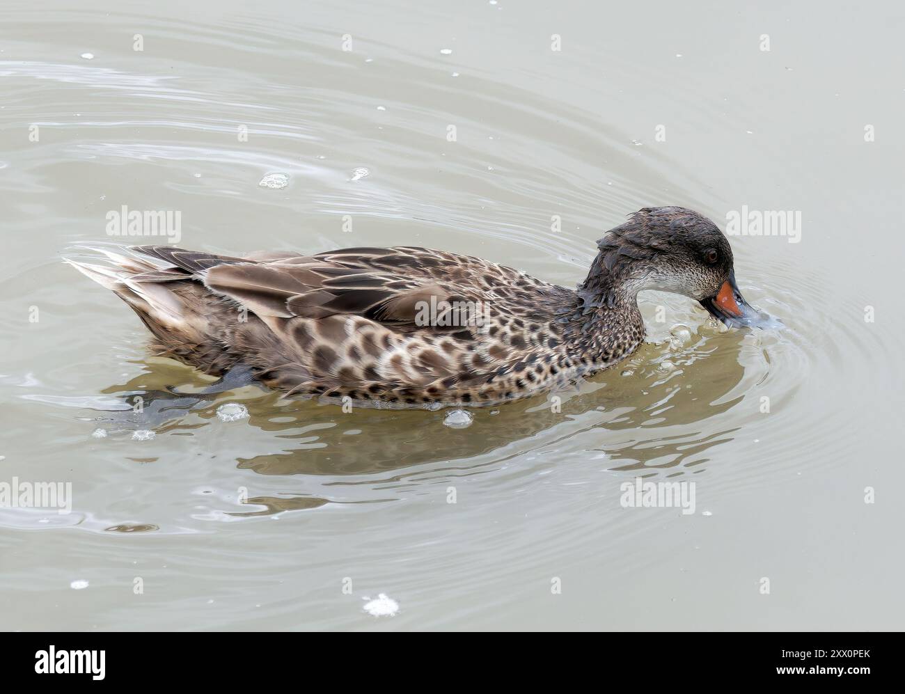 weißwangenschwanz, Bahamaente, Canard des Bahamas, Anas bahamensis galapagensis, fehérarcú réce, Isabela Island, Galápagos, Ecuador, Südamerika Stockfoto