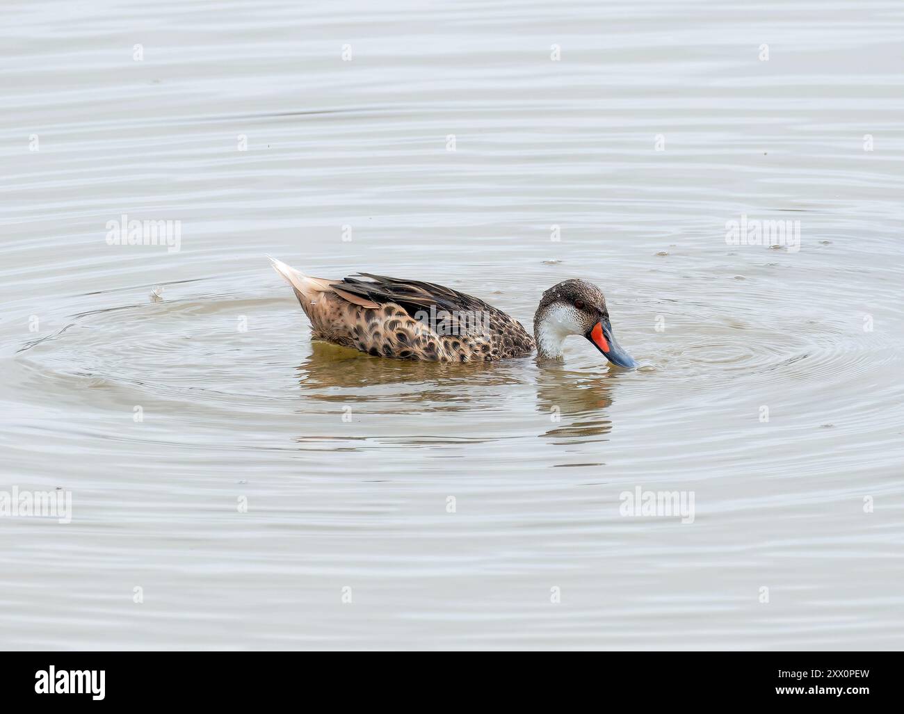 weißwangenschwanz, Bahamaente, Canard des Bahamas, Anas bahamensis galapagensis, fehérarcú réce, Isabela Island, Galápagos, Ecuador, Südamerika Stockfoto