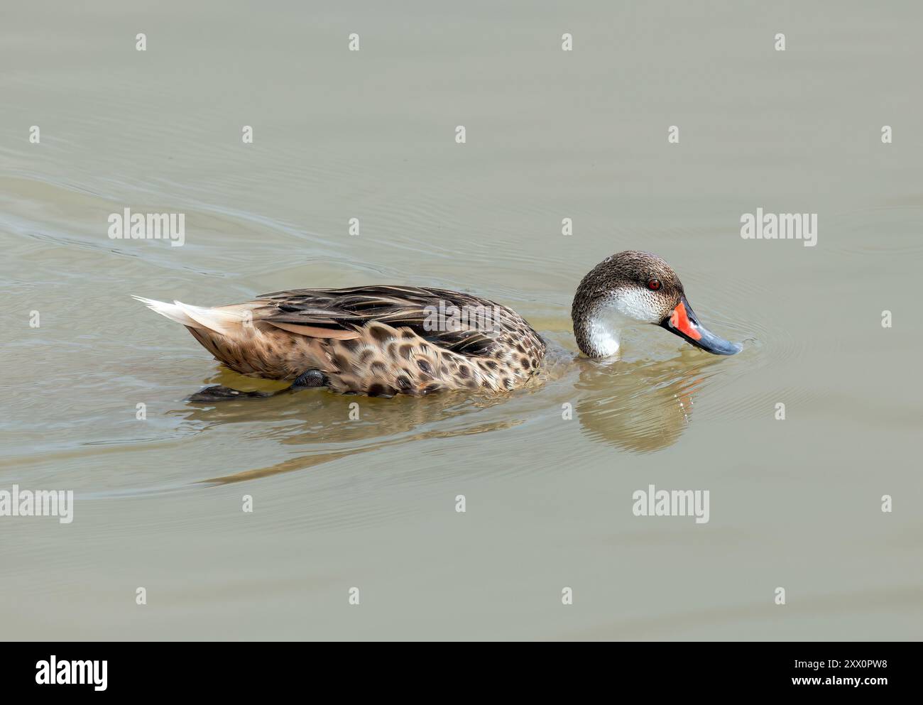 weißwangenschwanz, Bahamaente, Canard des Bahamas, Anas bahamensis galapagensis, fehérarcú réce, Isabela Island, Galápagos, Ecuador, Südamerika Stockfoto