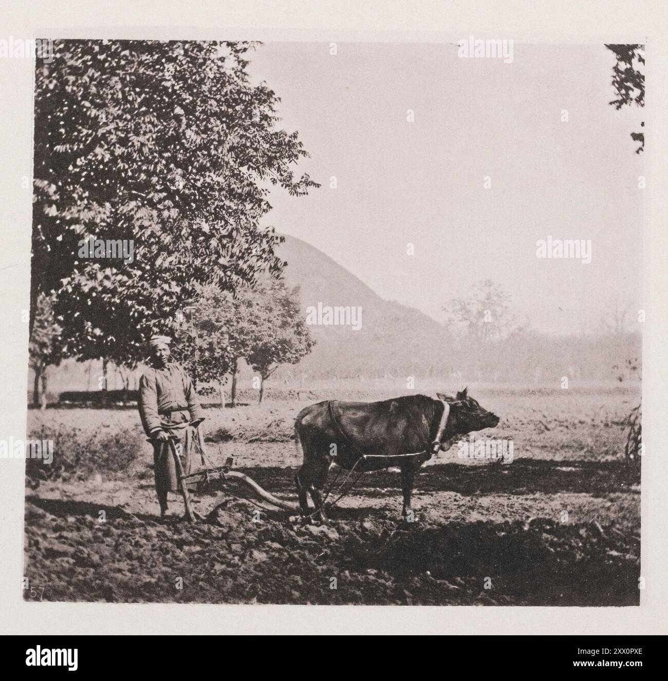 Vintage-Foto des Pflugs in China. Illustrationen von Qing China, 1875 der chinesische Pflug, wie er bei uns verwendet wird, ist mit einem Schar und Formblatten aus Eisen ausgestattet. Das auf dem Foto gezeigte an hat jedoch nur einen einzigen Hebel, der anstelle der beiden, die zur Führung unserer Pflüge verwendet werden, am Träger befestigt ist. Es wird gesehen, dass der Pflüger auf diese Weise sein Arbeitsgerät mit einer Hand steuern kann, während die andere für die Verwaltung des Ochsen, der zum Pflug gejaucht wird, deaktiviert bleibt. Dieser Ochse, in der Provinz Fukien, ist eine sehr kleine Rasse und wird für leichte Arbeiten wie die plo eingesetzt Stockfoto
