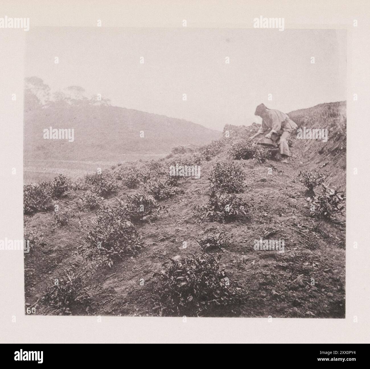 Vintage-Foto von der Teepflanze. Illustrations of Qing China, 1875 die geographischen Grenzen, innerhalb derer der Anbau der Teepflanze in der heutigen Zeit getragen wurde, liegen wahrscheinlich zwischen dem 25. Und 37. Breitengrad. Es scheint wahrscheinlich, dass die besten Qualitäten des Tees auf den Hängen, Terrassen und Steppen der Bohea Gebirgszüge zu finden sind. Die beiden Sorten dieser Pflanze, die in China am besten bekannt sind, sind die Bohea und Thea viridis. Aus den ehemaligen schwarzen Tees werden hergestellt, während Thea viridis die besten Beschreibungen von Grün liefert. Die Teeplantagen, Stockfoto