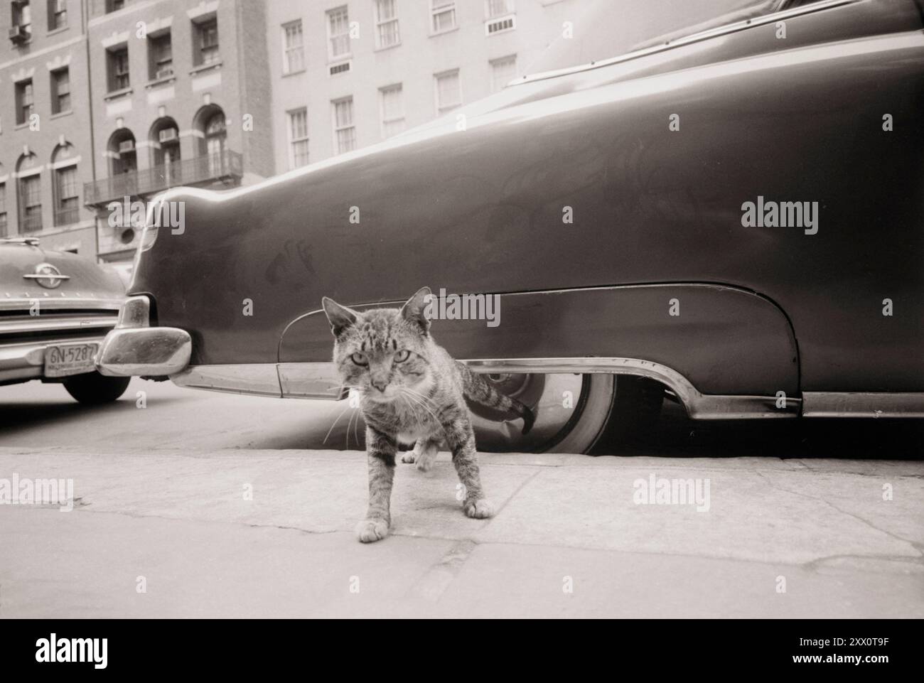 Vintage-Foto einer Katze auf dem Bürgersteig in New Yourks Straße. Mai 1959 Von Angelo Rizzuto. Stockfoto