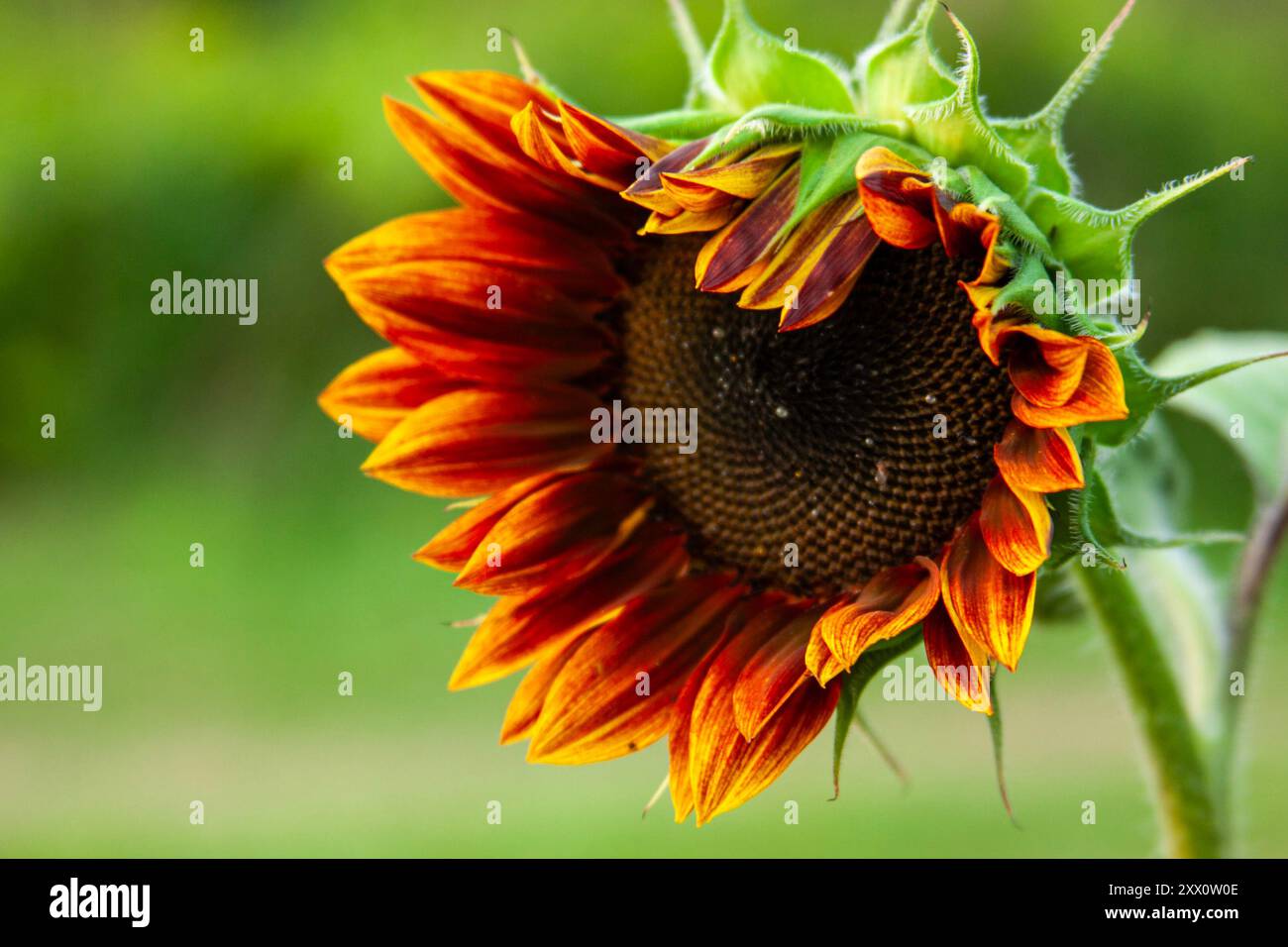 Roter und orangefarbener Ring der Feuersonnenblume Stockfoto