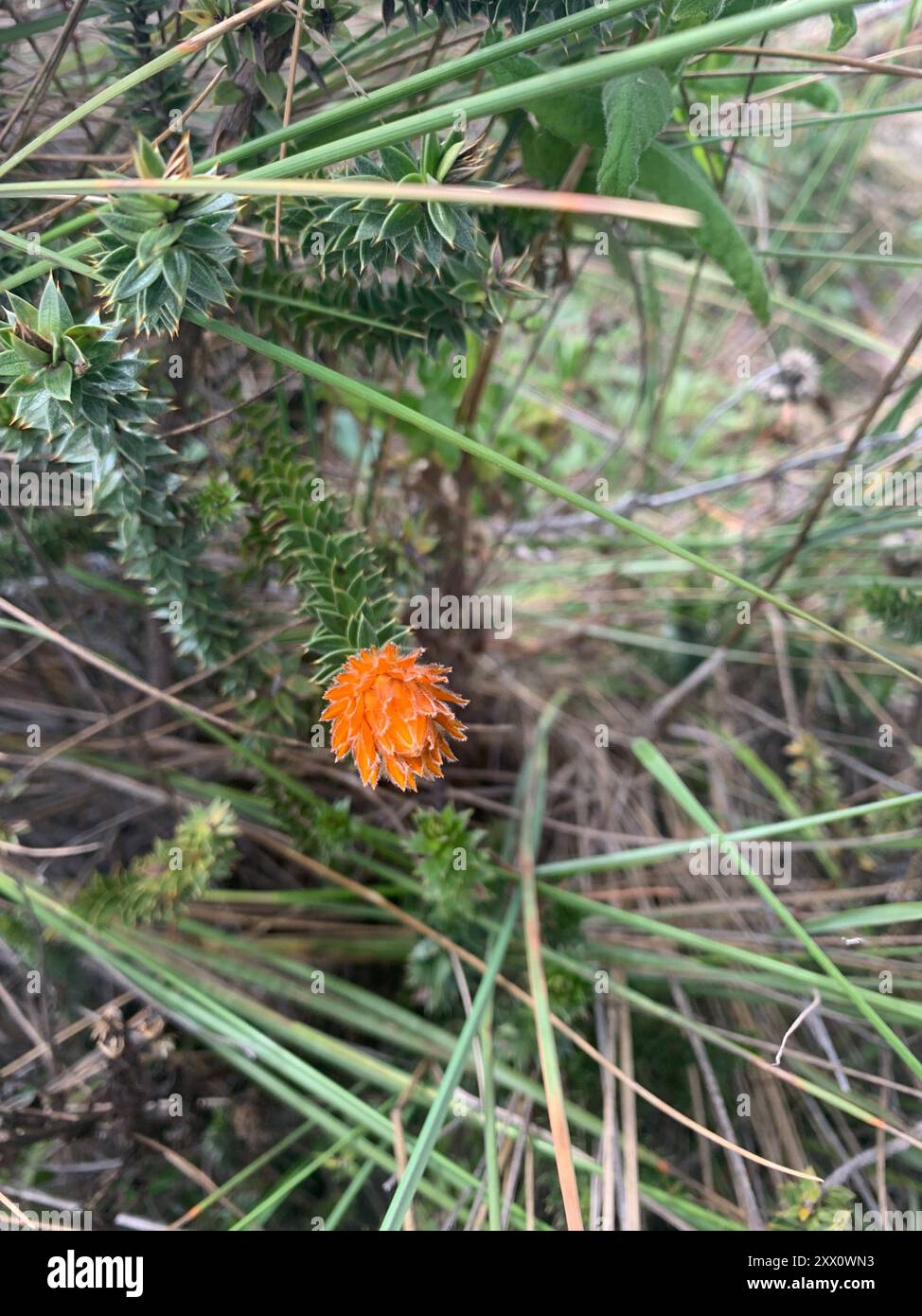 Chuquiragua (Chuquiraga jussieui) Plantae Stockfoto