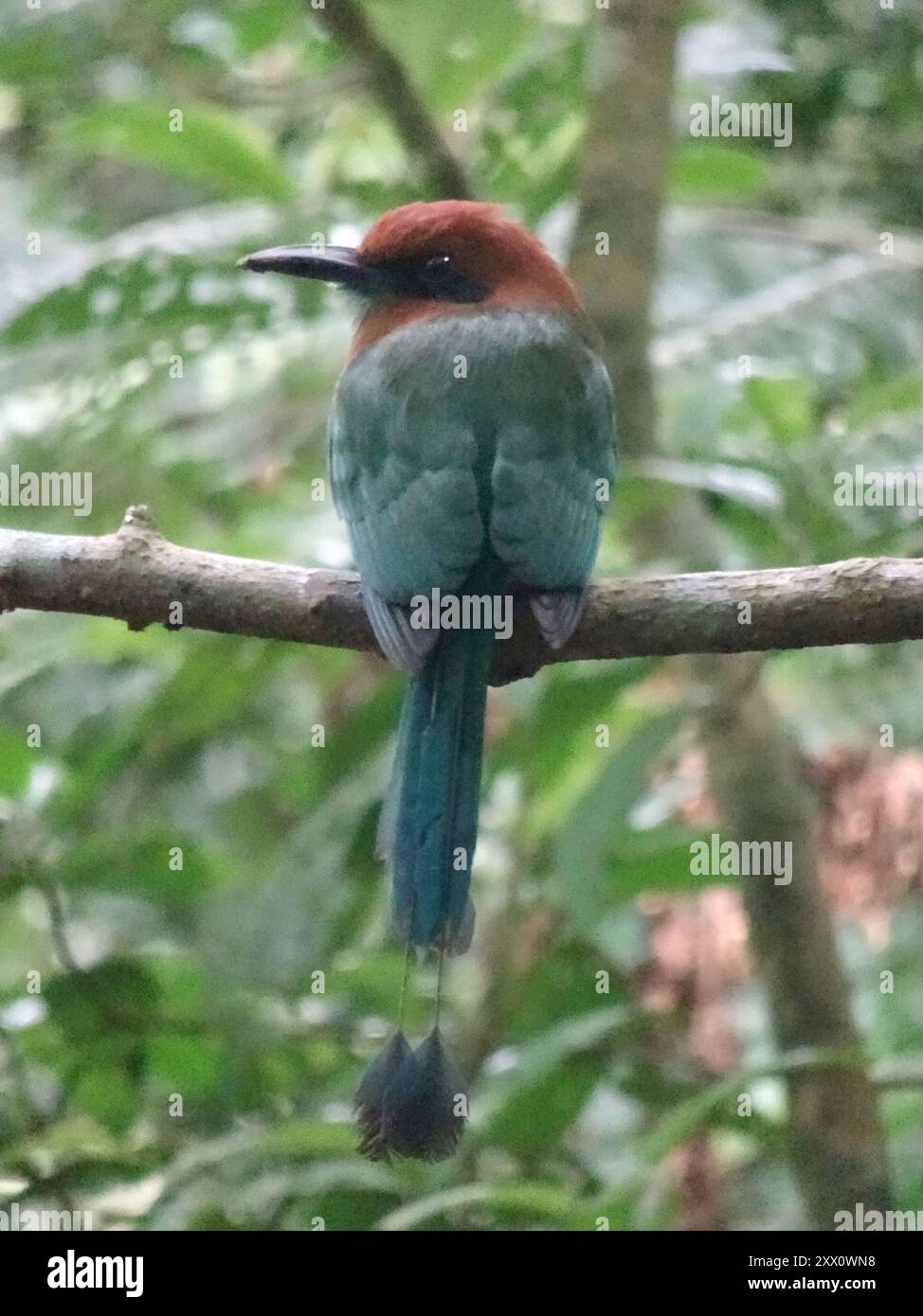Breitschnabel-Motmot (Electron platyrhynchum) Aves Stockfoto
