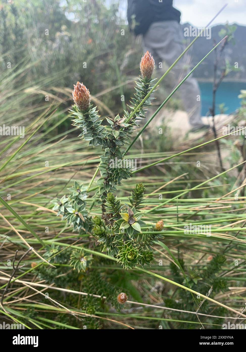 Chuquiragua (Chuquiraga jussieui) Plantae Stockfoto