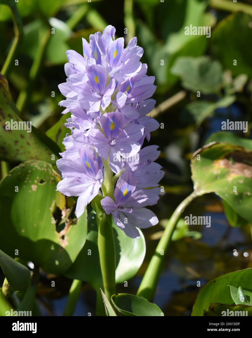 Pontederia crassipes, allgemein bekannt als gewöhnliche Wasserhyazinthe Stockfoto