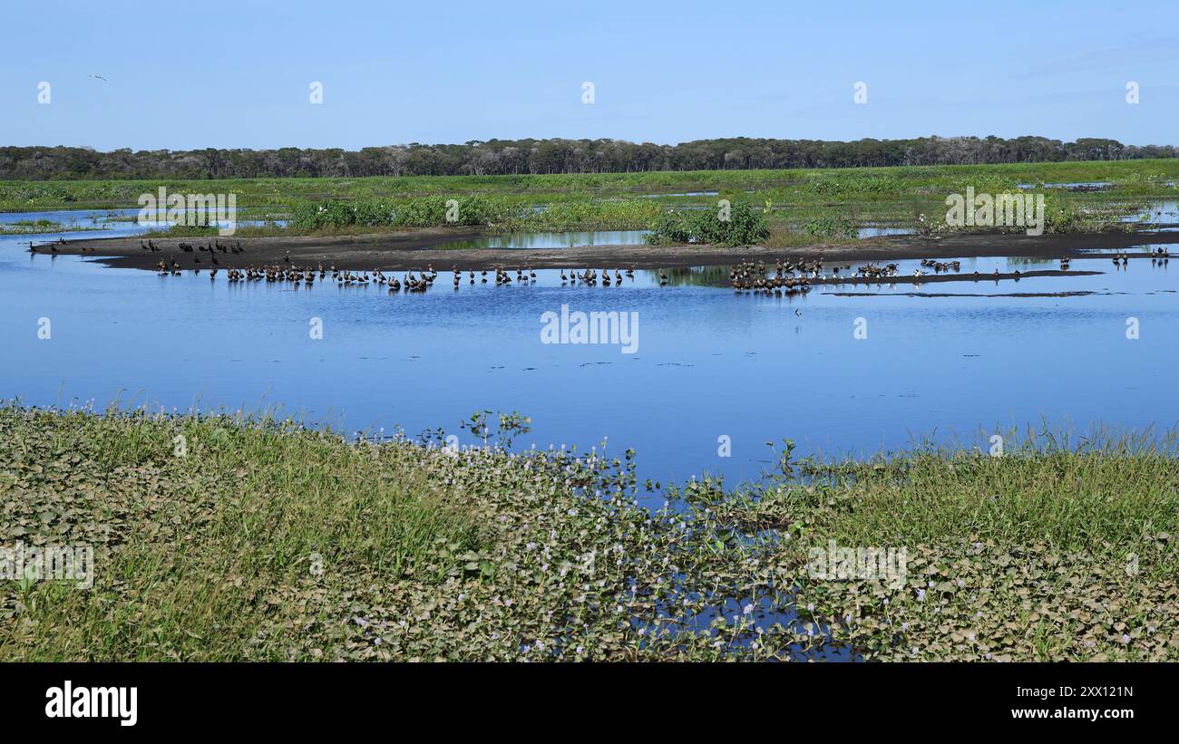 Aue mit Enten im Pantanal, Brasilien Stockfoto