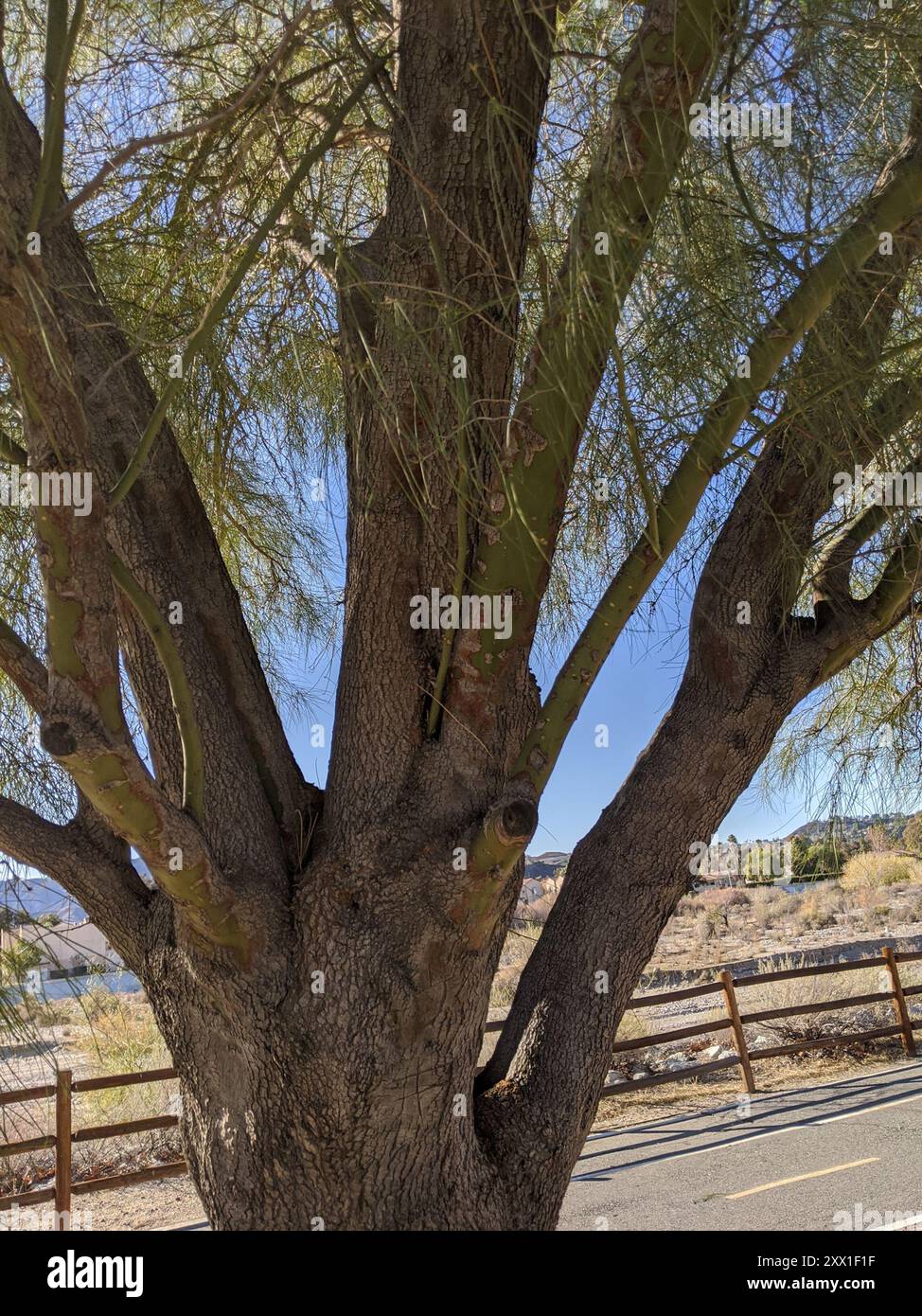 Mexikanischer palo verde (Parkinsonia aculeata) Plantae Stockfoto