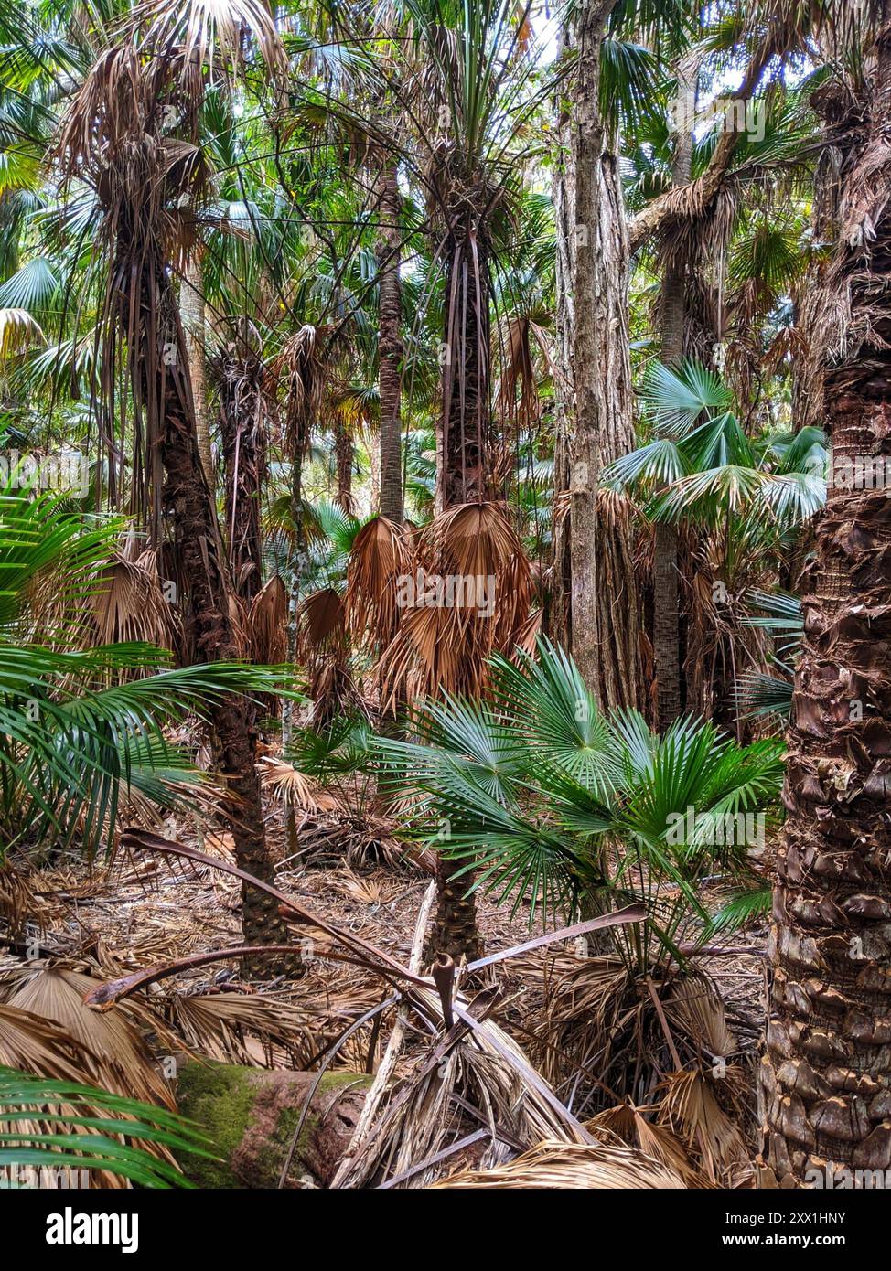 Australische Fanpalme (Livistona australis) Plantae Stockfoto