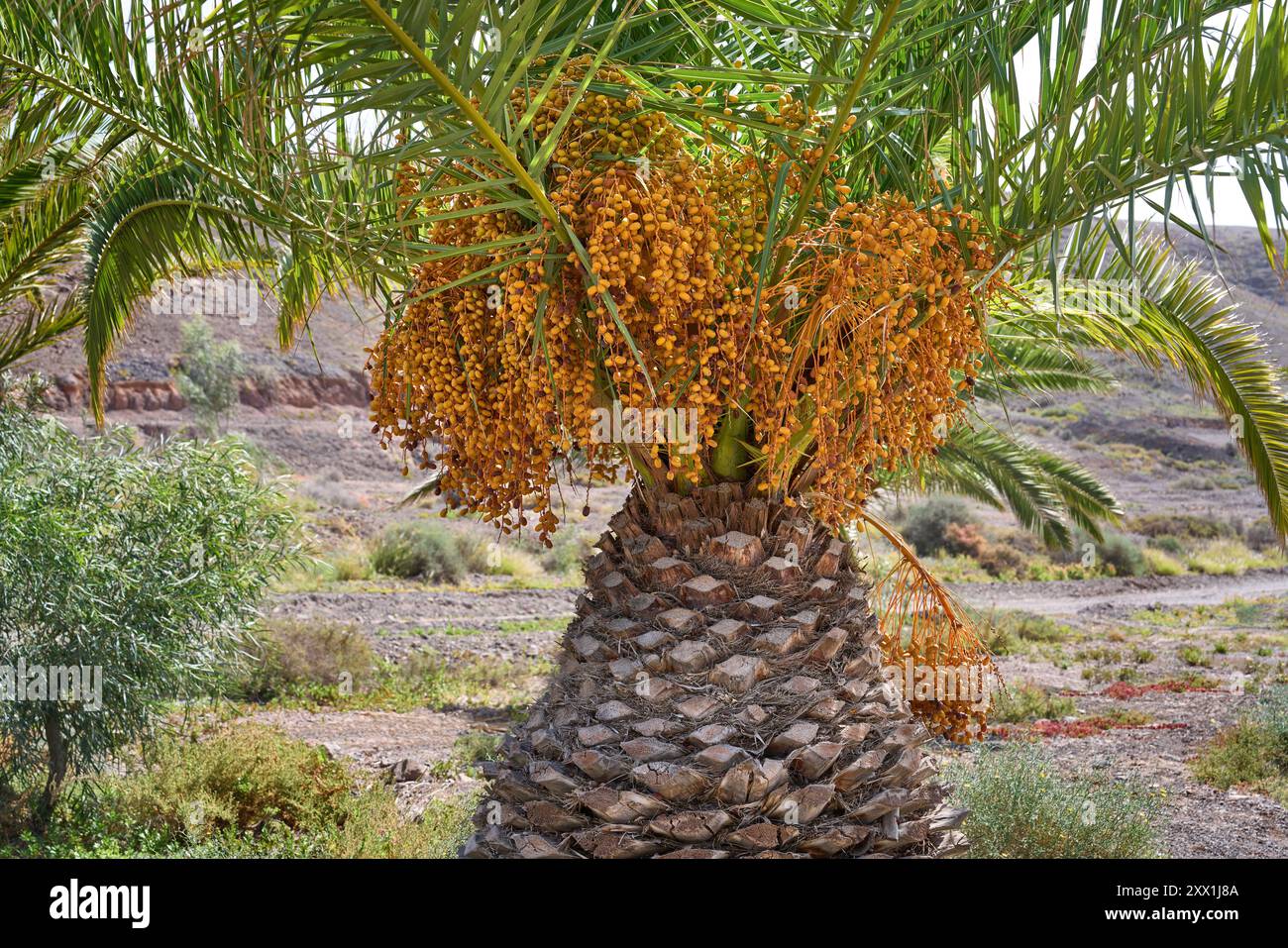 Orangenfrüchte einer kanarischen Dattelpalme (Phoenix canariensis) auf Fuerteventura Stockfoto