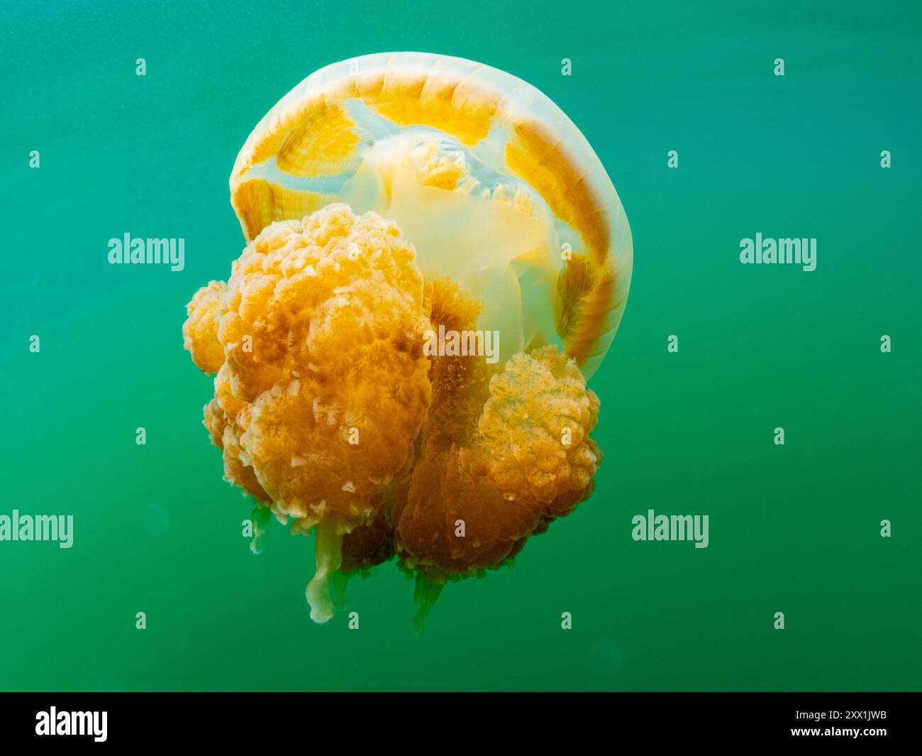 Goldqualle (Mastigias papua etpisoni), im Jellyfish Lake, einem Meeressee auf der Insel Eil Malk, Rock Islands, Palau, Mikronesien, Pazifik Stockfoto