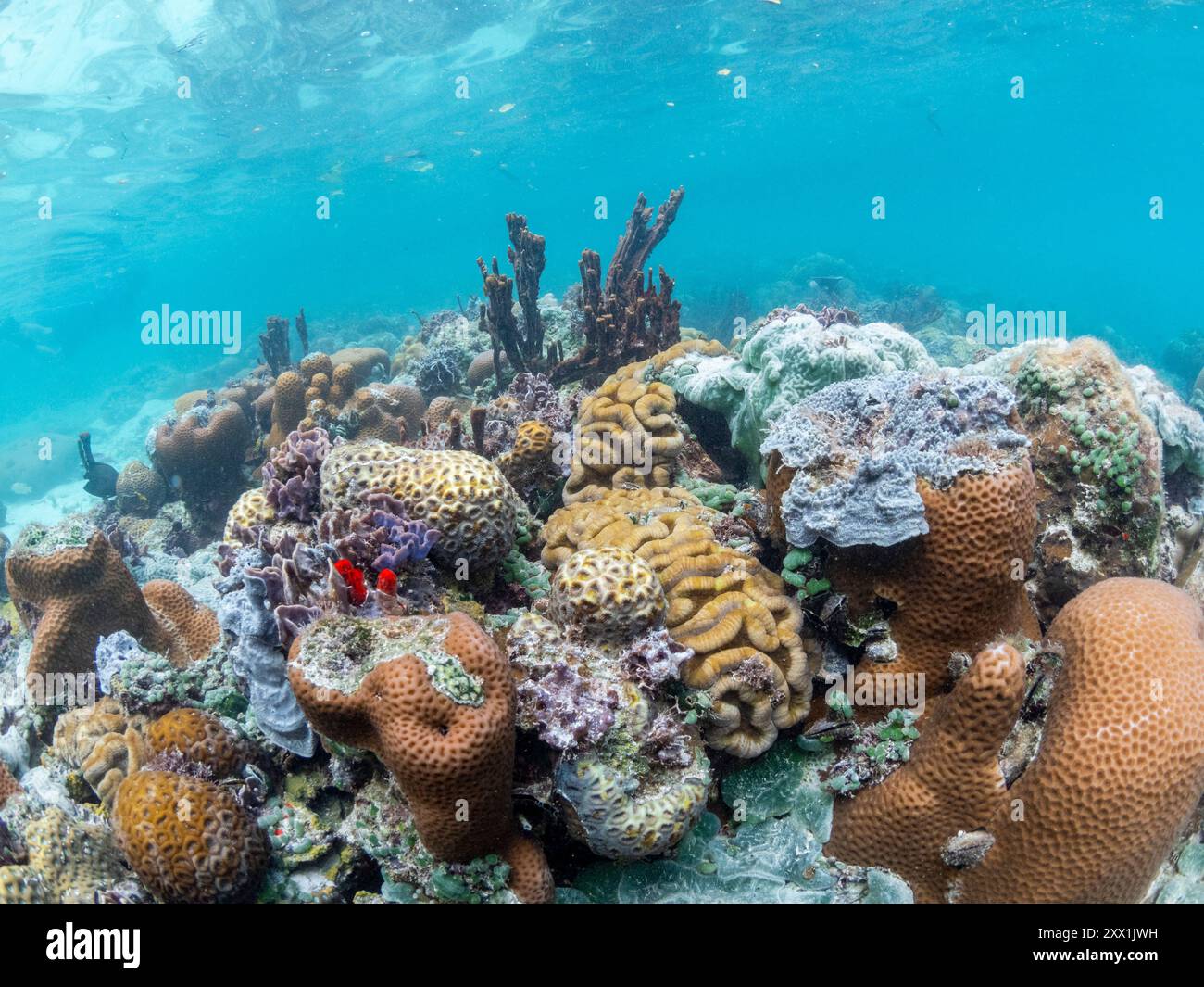 Auf dem Substrat der Darwin's Wall, Palau, Mikronesien, Pazifik, konkurrieren unzählige Hart- und Weichkorallen um den Platz Stockfoto