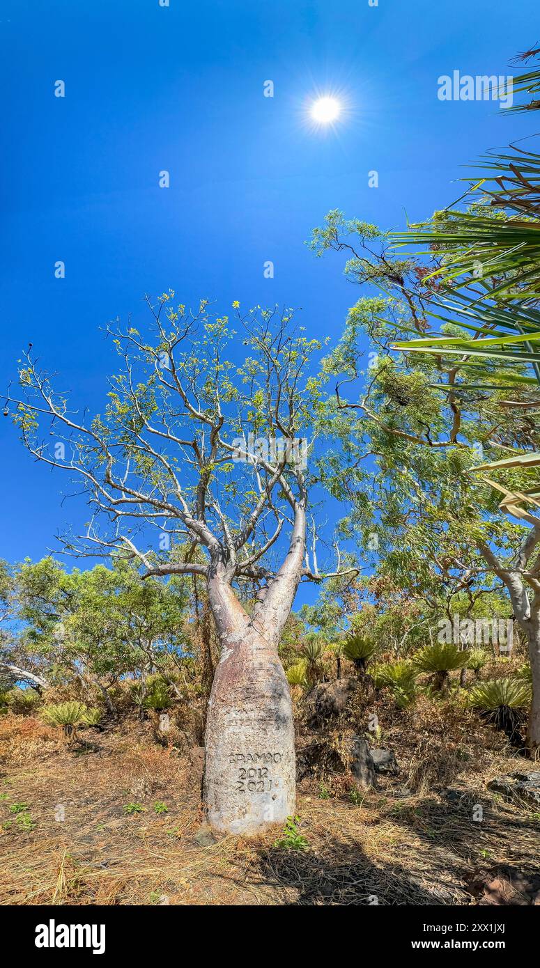 Panoramablick auf einen riesigen Bohnenbaum (Adansonia gregorii), der in Careening Bay, Kimberley, Western Australia, Australia, Pacific wächst Stockfoto