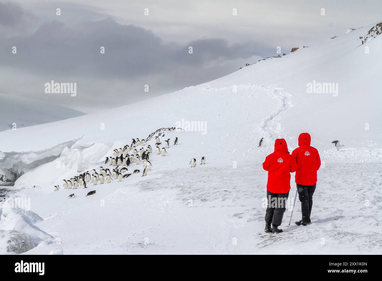 Adelie-Pinguine (Pygoscelis adeliae) in der Brutkolonie Brown Bluff auf der östlichen Seite der Antarktischen Halbinsel, Antarktis, Polarregionen Stockfoto
