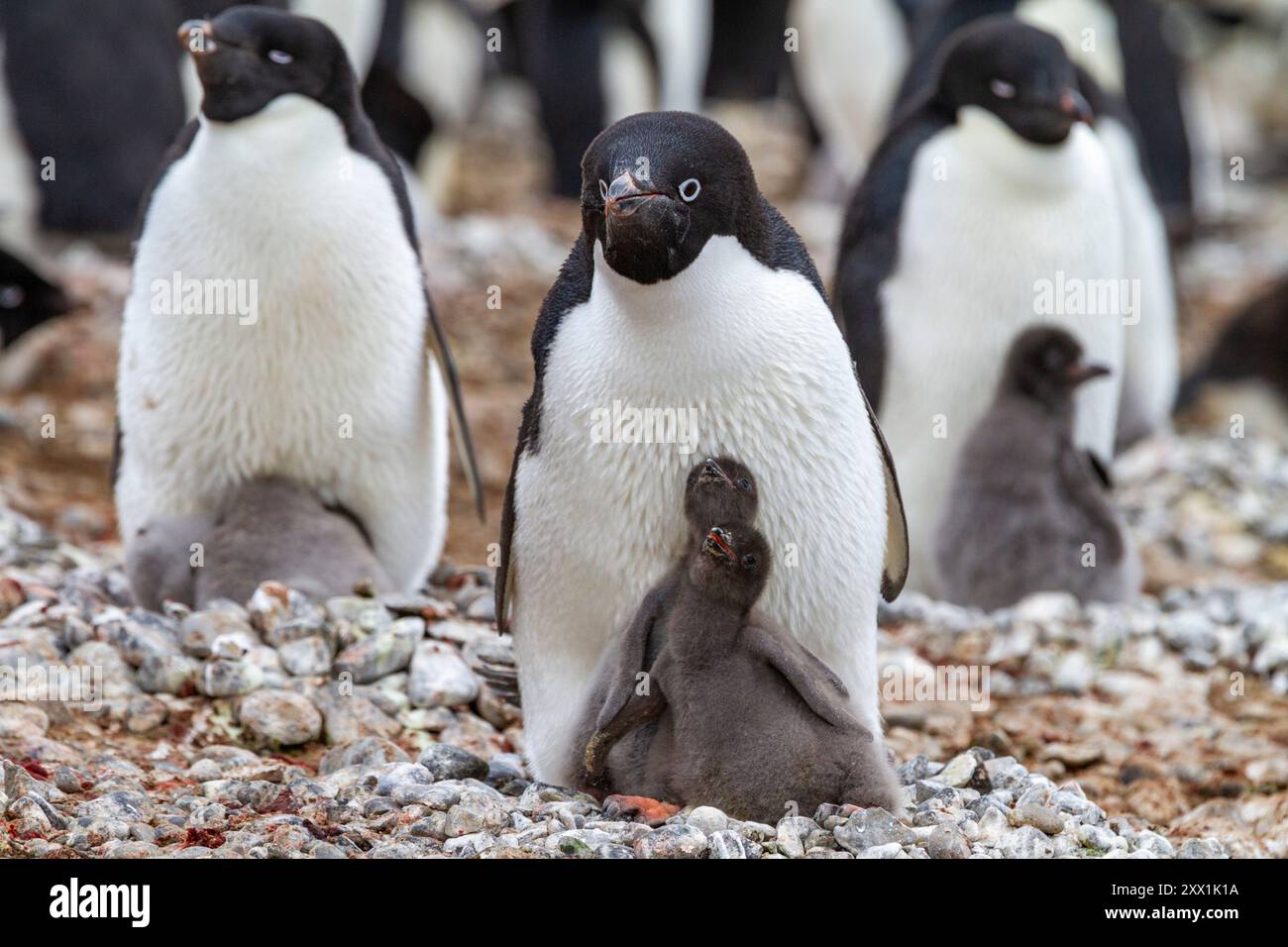 Adelie-Pinguin (Pygoscelis adeliae), mit Küken in der Brutkolonie Brown Bluff, Antarktische Halbinsel, Antarktis, Polarregionen Stockfoto