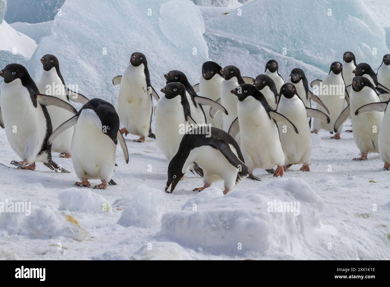 Adelie-Pinguine (Pygoscelis adeliae) in der Brutkolonie Brown Bluff auf der östlichen Seite der Antarktischen Halbinsel, Antarktis, Polarregionen Stockfoto