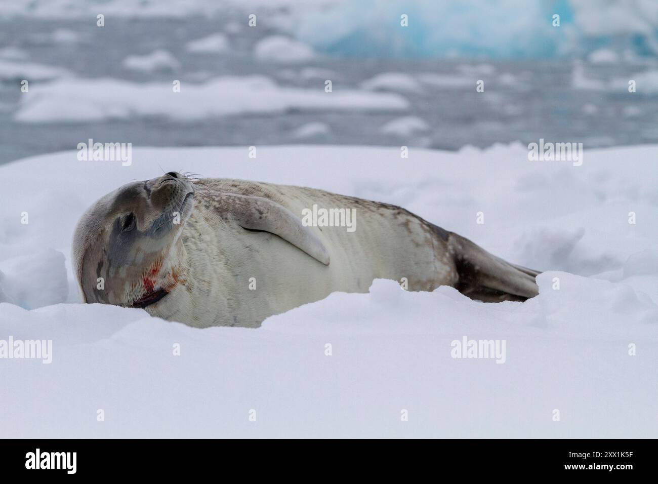 Weddell Seal (Leptonychotes weddellii), auf Eis auf Half Moon Island, Antarktis, Südmeer, Polarregionen Stockfoto