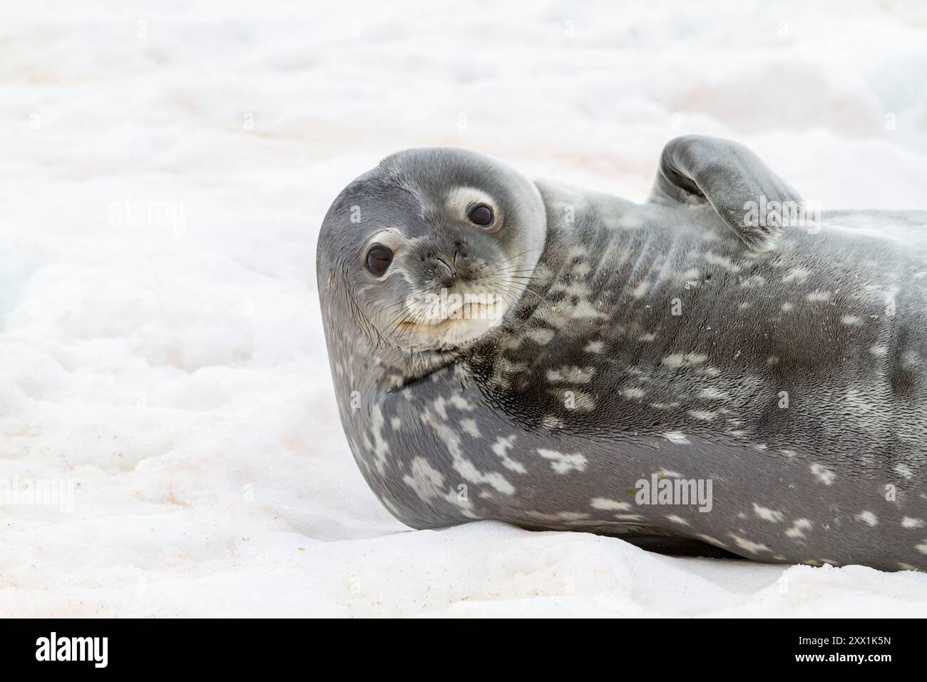 Weddell Seal (Leptonychotes weddellii), auf Eis auf Half Moon Island, Antarktis, Südmeer, Polarregionen Stockfoto