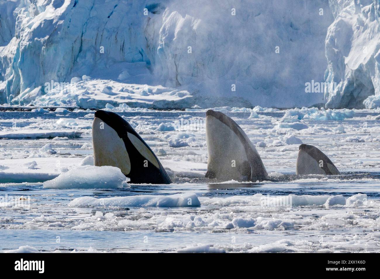 Drei Pack Eiskillerwale (Orcinus Orca), die auf einer Eisscholle in der Antarktis, Polarregionen, eine Leopardenrobbe (Hydrurga leptonyx) finden Stockfoto