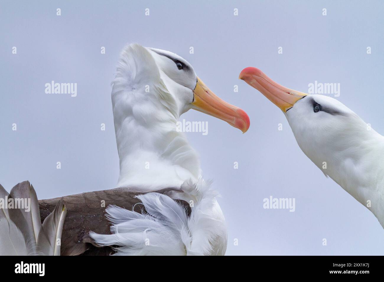 Erwachsener Schwarzbrauenalbatrosse (Thalassarche melanophrys), Paar in Balz am Nistplatz auf New Island, Falklands, Südamerika Stockfoto