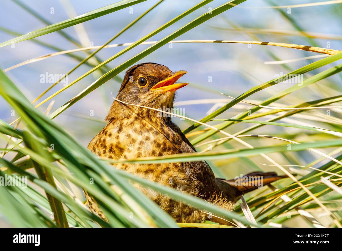 Adulte austral-Soor (Turdus falklandii falklandii), im Tussock Gras auf Carcass Island auf den Falklandinseln, Südamerika Stockfoto