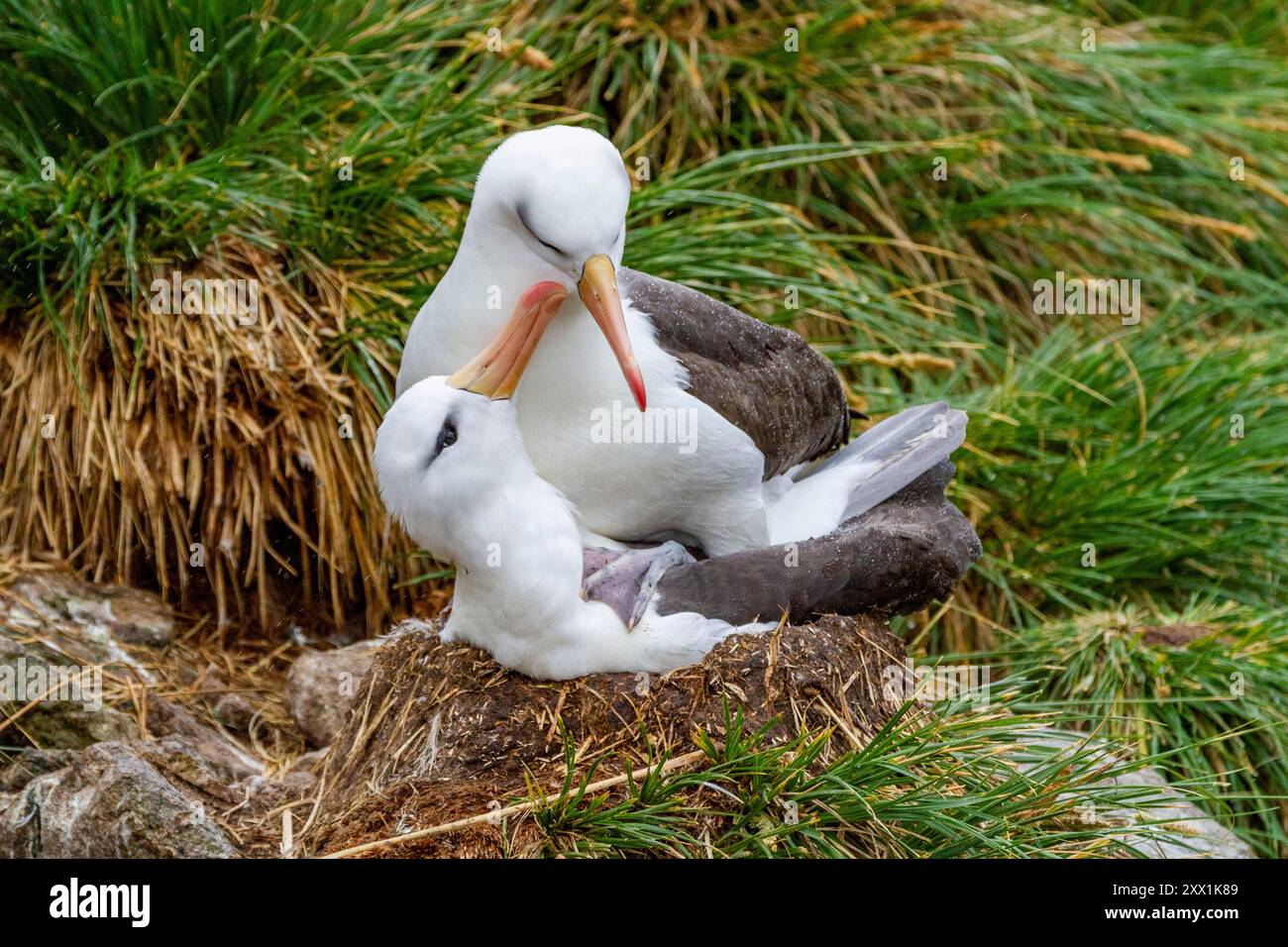 Erwachsener Schwarzbrauenalbatrosse (Thalassarche melanophrys), Paar in Balz am Nistplatz auf New Island, Falklands, Südamerika Stockfoto