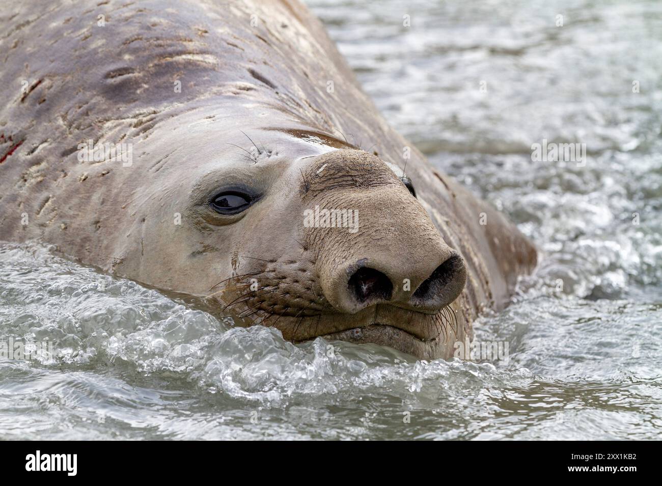 Junge Erwachsene Bullen Südliche Elefantenrobbe (Mirounga leonina) aus der Nähe beim Schwimmen im Gletscher laufen ab, Südgeorgien Insel, Polarregionen Stockfoto