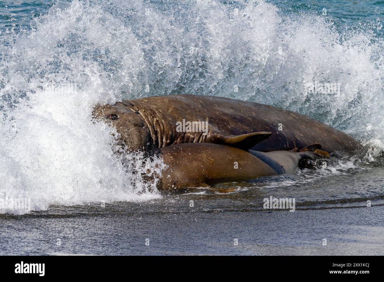 Südliche Elefantenrobbe (Mirounga leonina), die ein erwachsenes Weibchen in der Brandung hält, um sich mit ihr zu paaren, Südgeorgien, Polarregionen Stockfoto