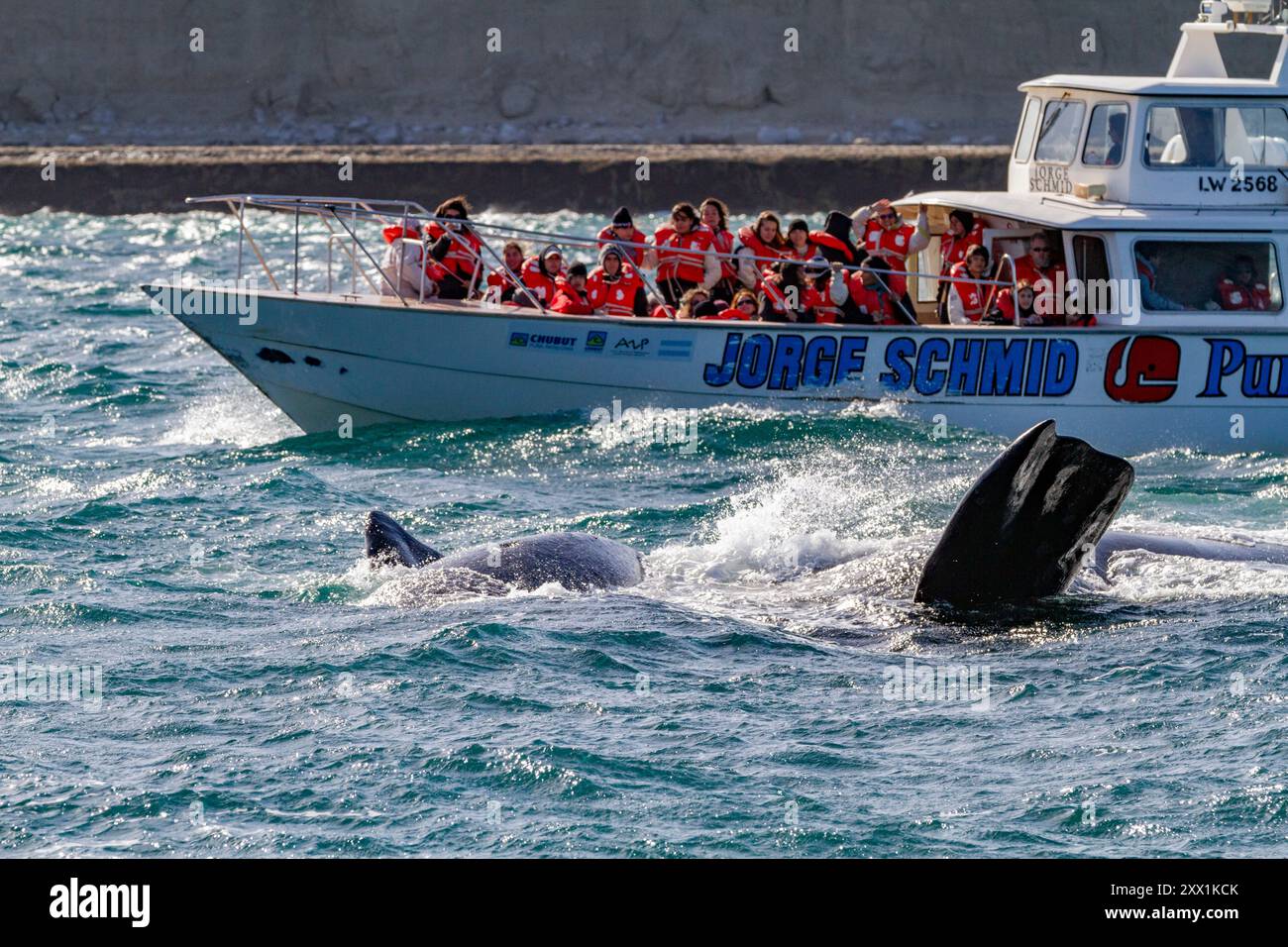 Südlicher Glattwal (Eubalaena australis) Mutter und Kalb in der Nähe des Walbeobachtungsbootes in Puerto Pyramides, Argentinien, Südamerika Stockfoto