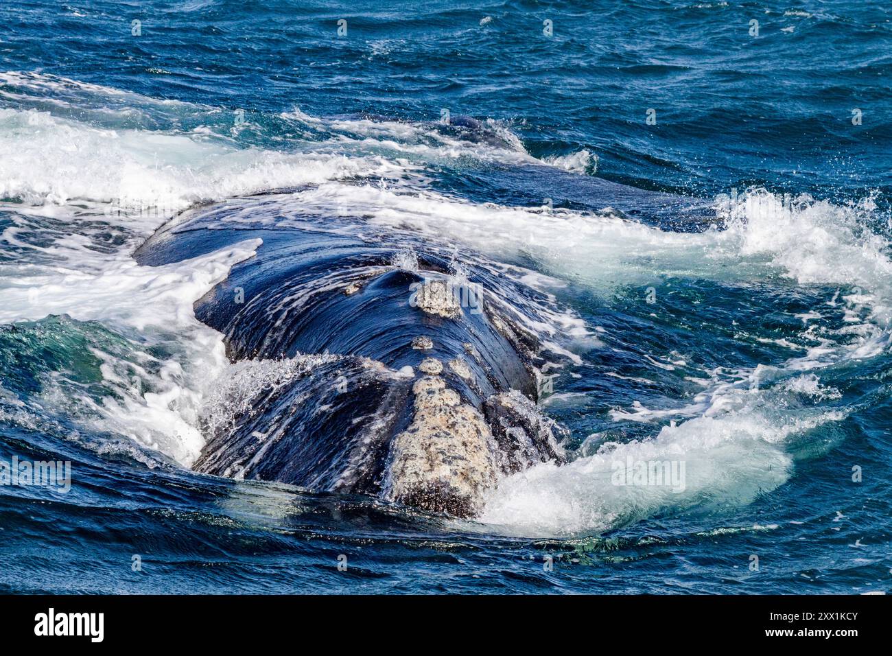 Südlicher Glattwal (Eubalaena australis), erwachsenes Weibchen, das in Puerto Pyramides, Golfo Nuevo, Argentinien, Südamerika auftaucht Stockfoto