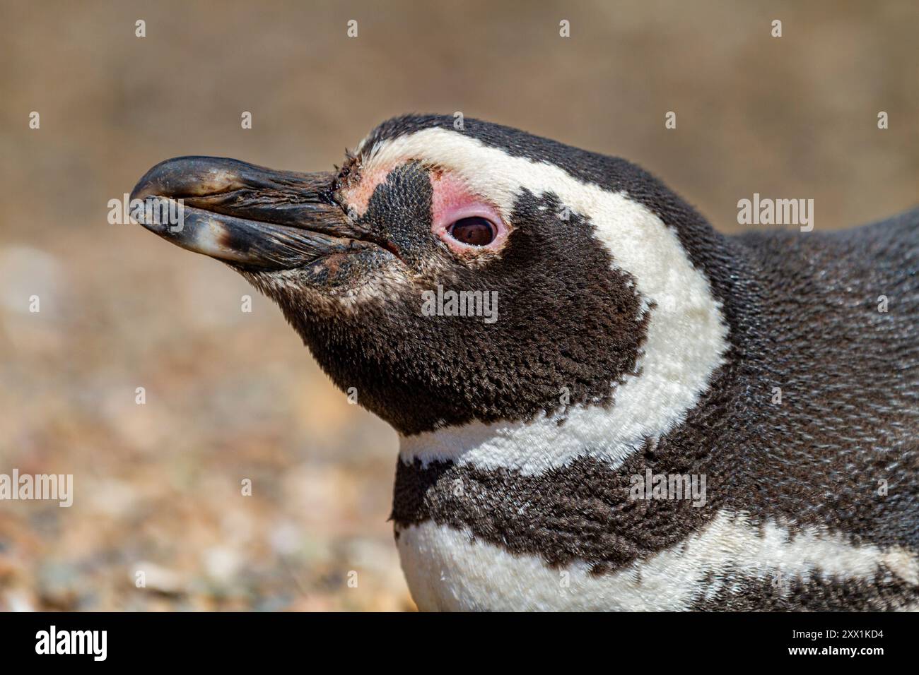 Adulter Magellanpinguin (Spheniscus magellanicus) in einer Brutstätte auf der Halbinsel Valdez, Patagonien, Argentinien, Südamerika Stockfoto
