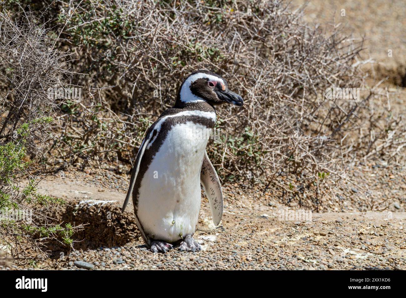 Adulter Magellanpinguin (Spheniscus magellanicus) in einer Brutstätte auf der Halbinsel Valdez, Patagonien, Argentinien, Südamerika Stockfoto