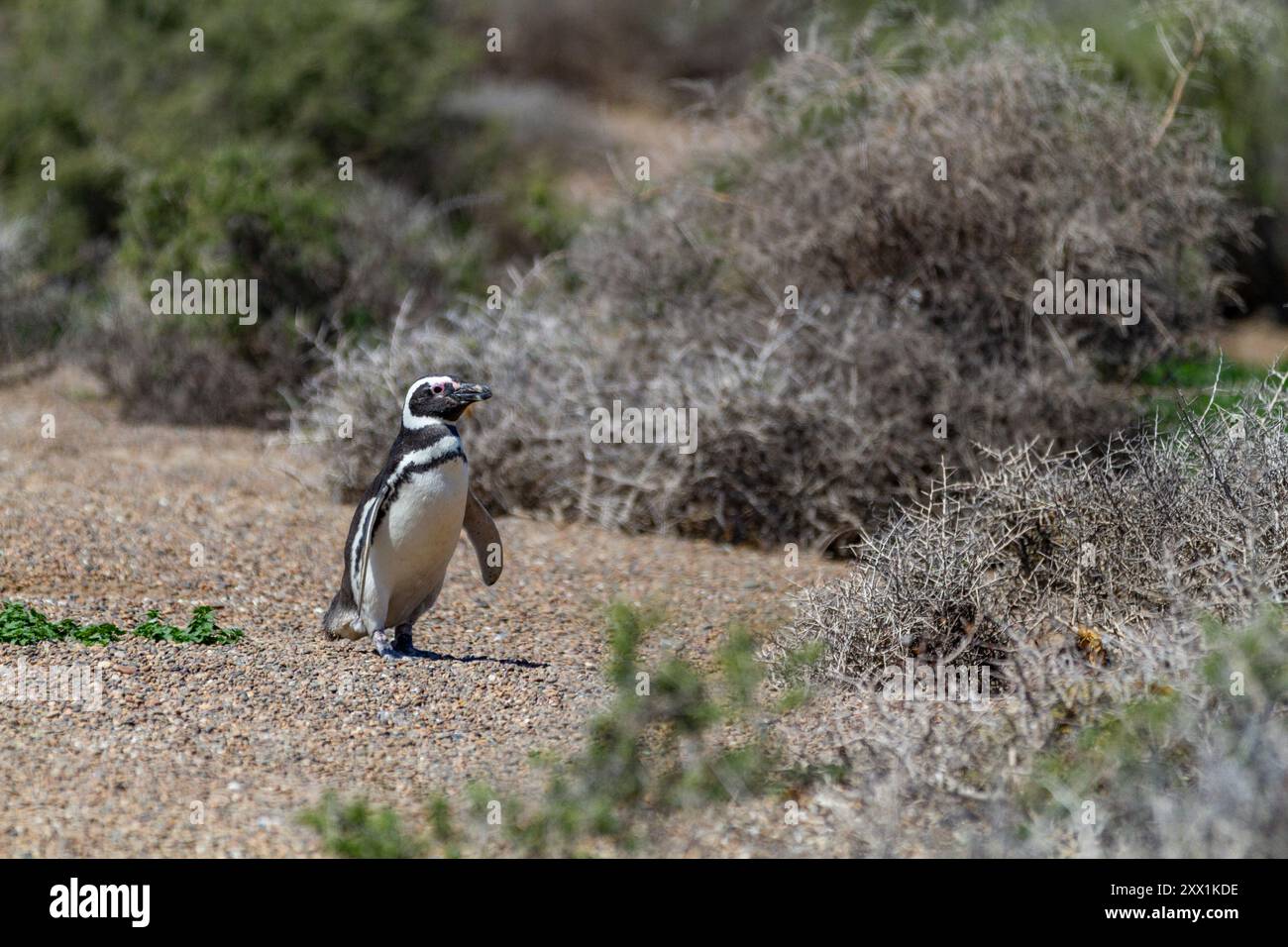 Adulter Magellanpinguin (Spheniscus magellanicus) in einer Brutstätte auf der Halbinsel Valdez, Patagonien, Argentinien, Südamerika Stockfoto
