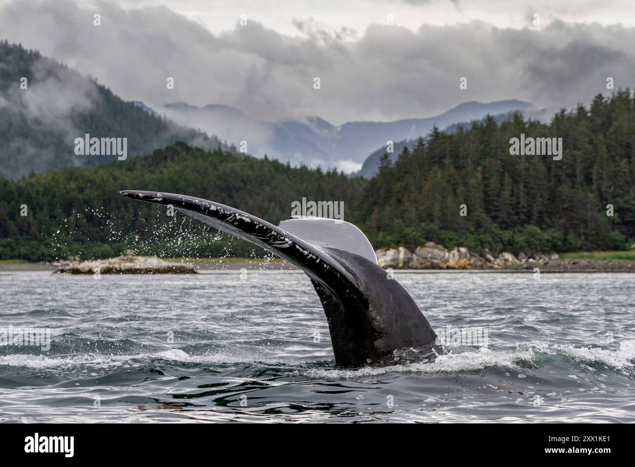 Ausgewachsener Buckelwal (Megaptera novaeangliae) mit Fluchttauchen im Inian Pass, Südost-Alaska, Pazifik, USA, Nordamerika Stockfoto