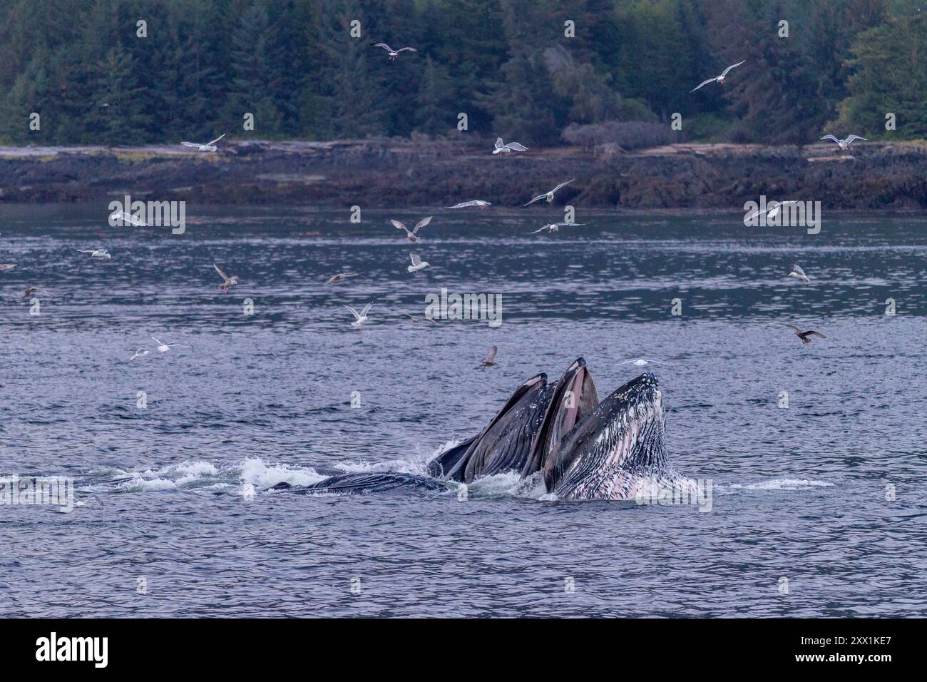 Ausgewachsene Buckelwale (Megaptera novaeangliae) kooperativ mit Blasennetzen gefüttert, Südost-Alaska, Vereinigte Staaten von Amerika, Nordamerika Stockfoto