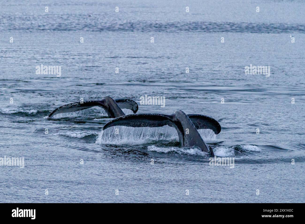 Ausgewachsene Buckelwale (Megaptera novaeangliae) tauchen in Snow Pass, Südost-Alaska, Pazifik, USA, Nordamerika Stockfoto