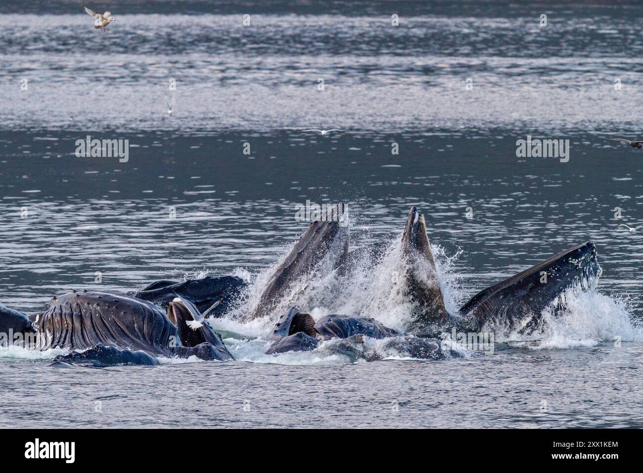 Ausgewachsene Buckelwale (Megaptera novaeangliae) kooperativ mit Blasennetzen füttern in Snow Pass, Alaska, USA, Nordamerika Stockfoto