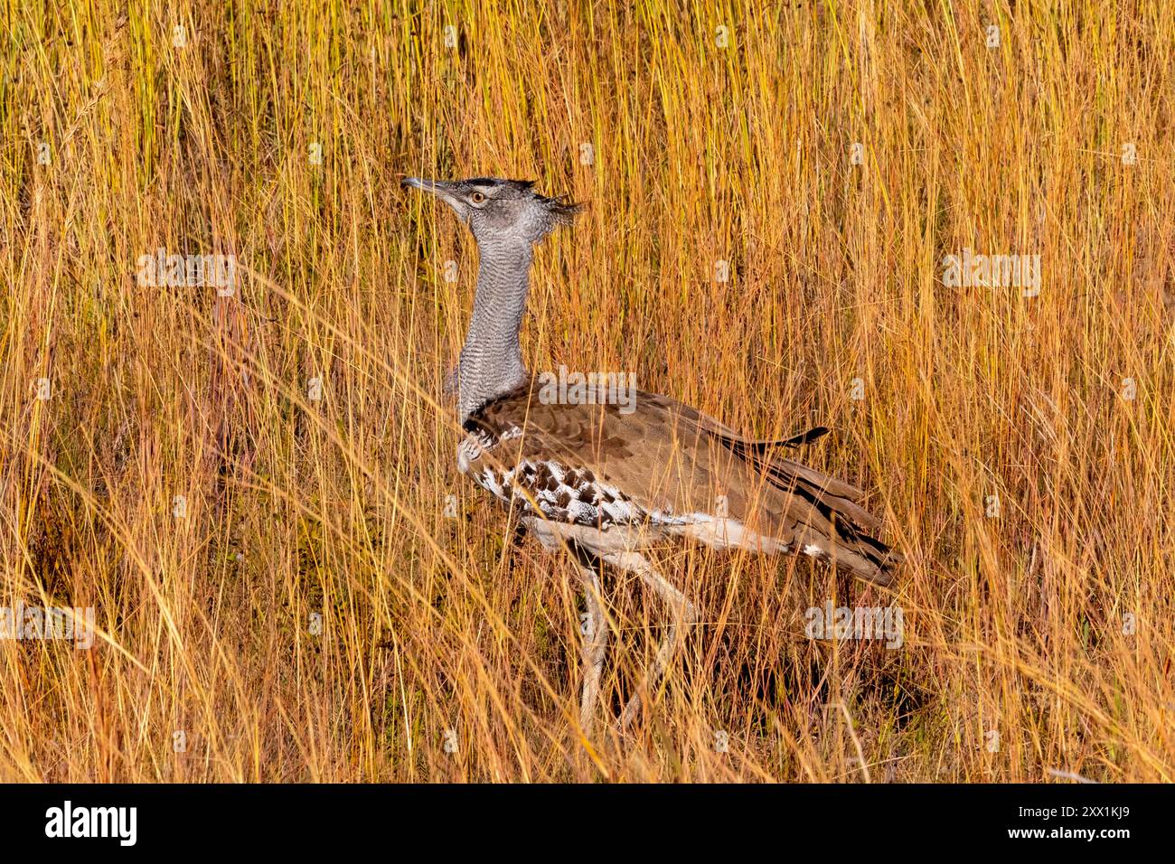 Kori Trastard, Pilanesberg Nationalpark, Nordwestprovinz, Südafrika, Afrika Stockfoto