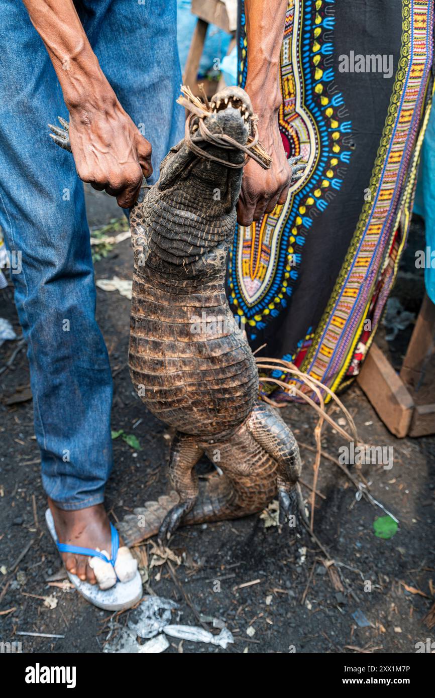 Lebende Krokodile zum Verkauf auf dem Markt von Mbandaka, Provinz Equateur, Demokratische Republik Kongo, Afrika Stockfoto