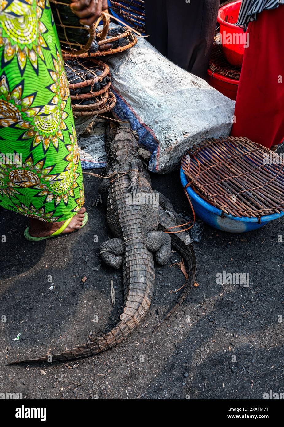 Lebende Krokodile zum Verkauf auf dem Markt von Mbandaka, Provinz Equateur, Demokratische Republik Kongo, Afrika Stockfoto