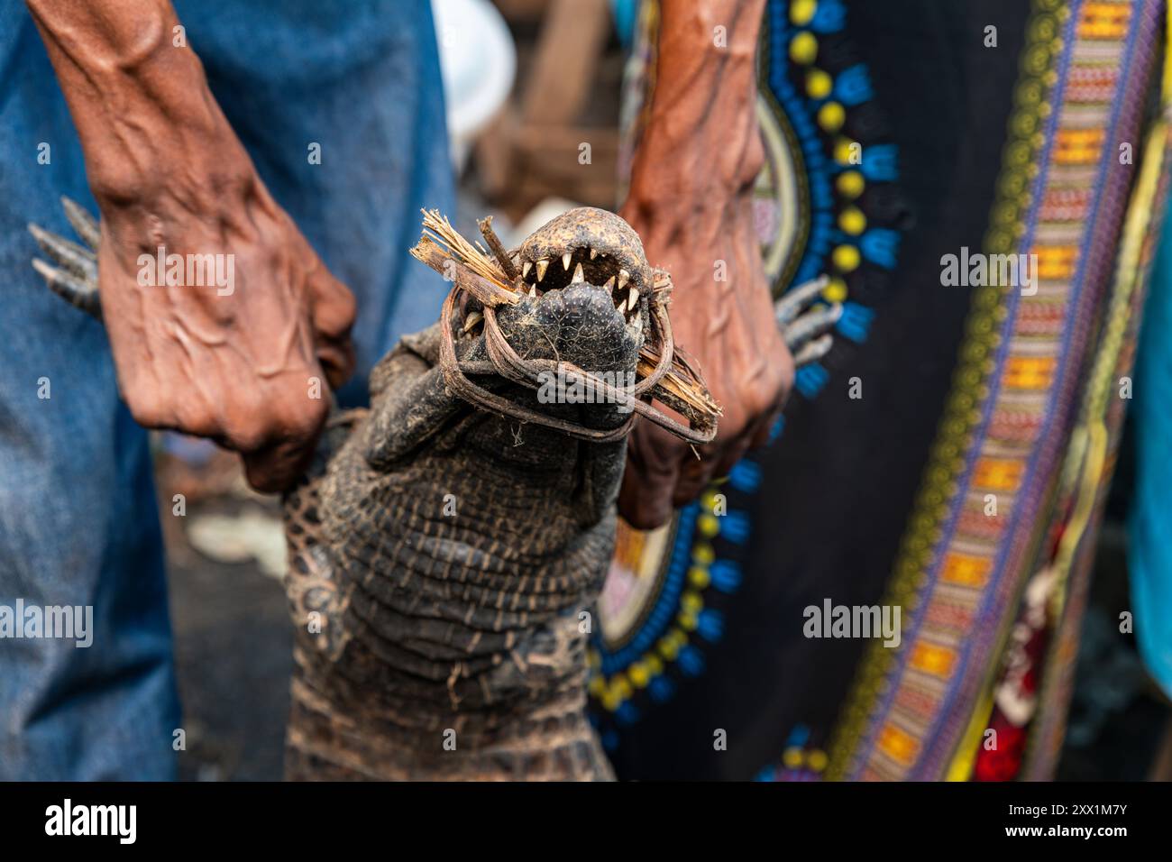 Lebende Krokodile zum Verkauf auf dem Markt von Mbandaka, Provinz Equateur, Demokratische Republik Kongo, Afrika Stockfoto