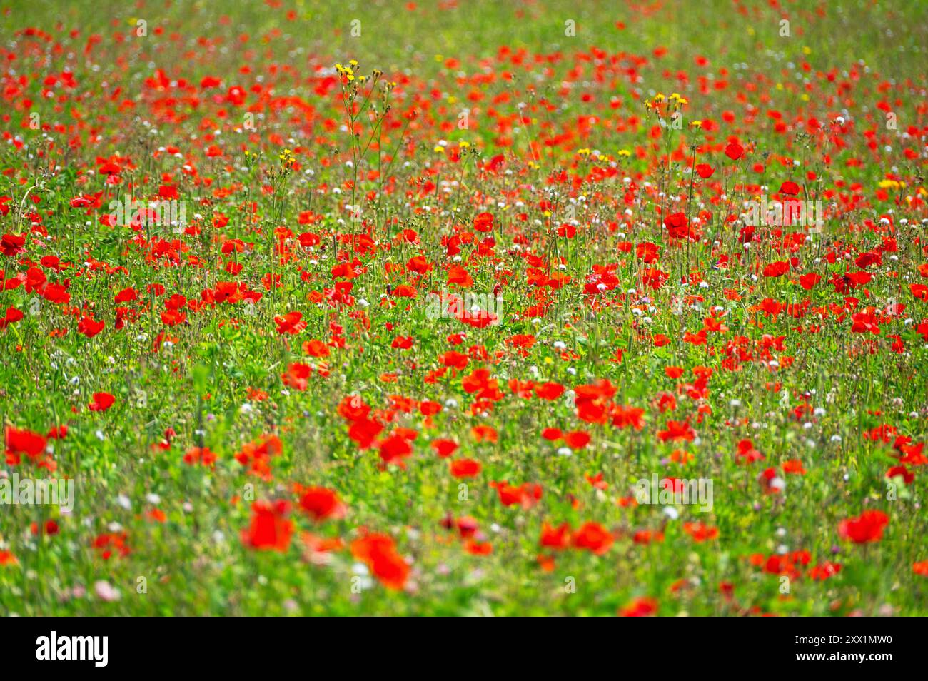 Ein Mohnfeld in Kent, England, Großbritannien, Europa Stockfoto