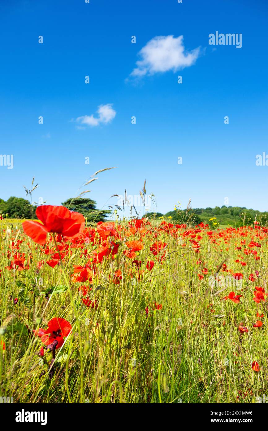 Ein Mohnfeld in Kent, England, Großbritannien, Europa Stockfoto