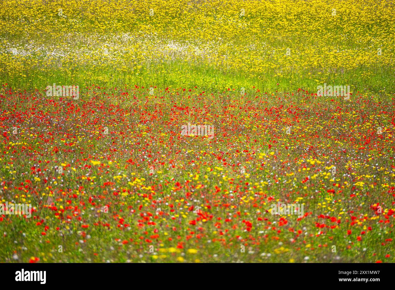 Eine Wildblumenwiese in Kent, England, Großbritannien, Europa Stockfoto