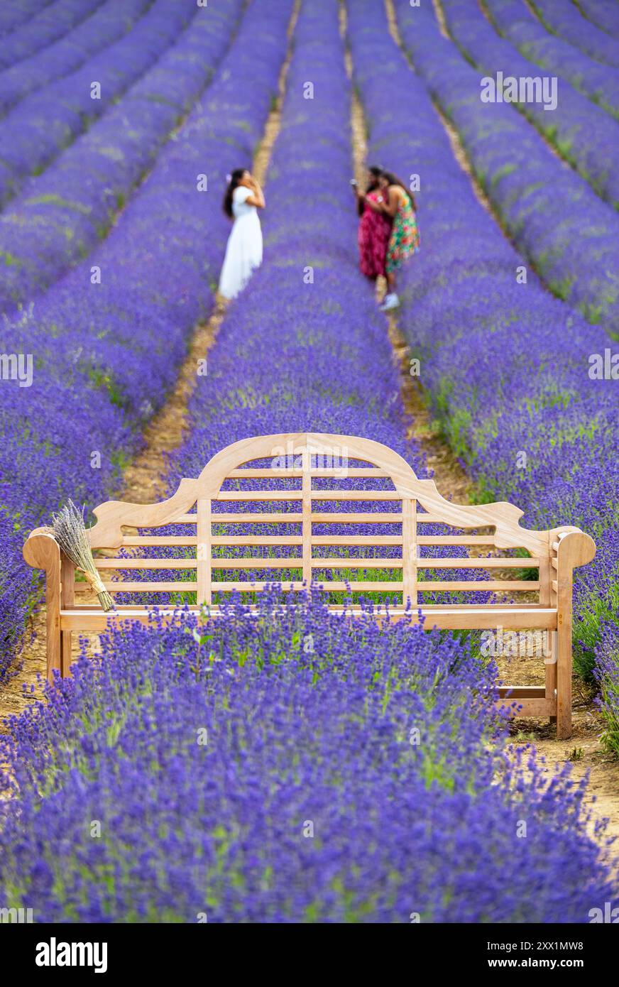 Lavendelfelder in Shoreham, Kent, England, Großbritannien, Europa Stockfoto