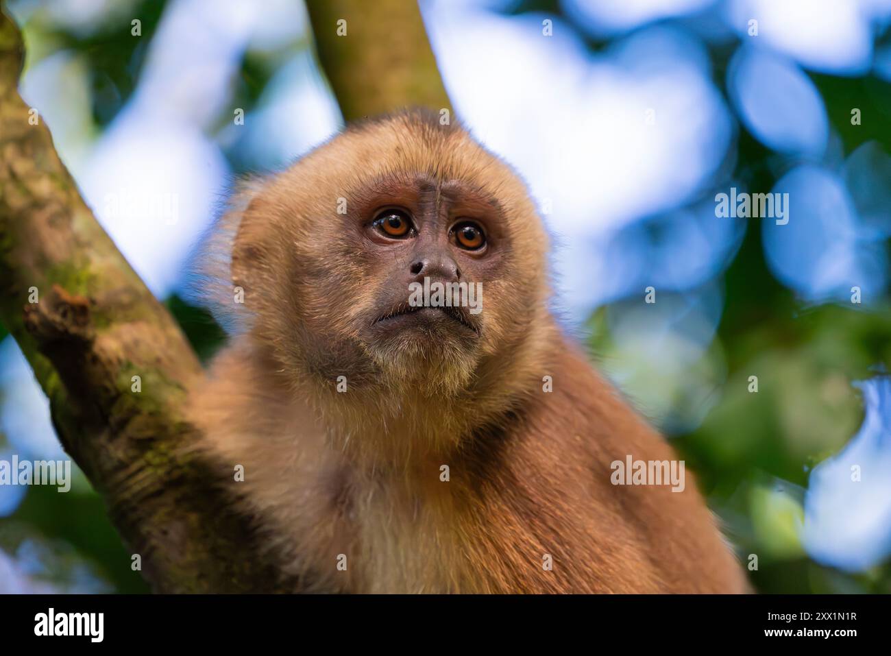 Brauner Kapuzineraffe (Cebus apella) (Sapajus apella) auf Baum, Tambopata National Reserve, Puerto Maldonado, Provinz Tambopata, Madre de Dios, Peru Stockfoto