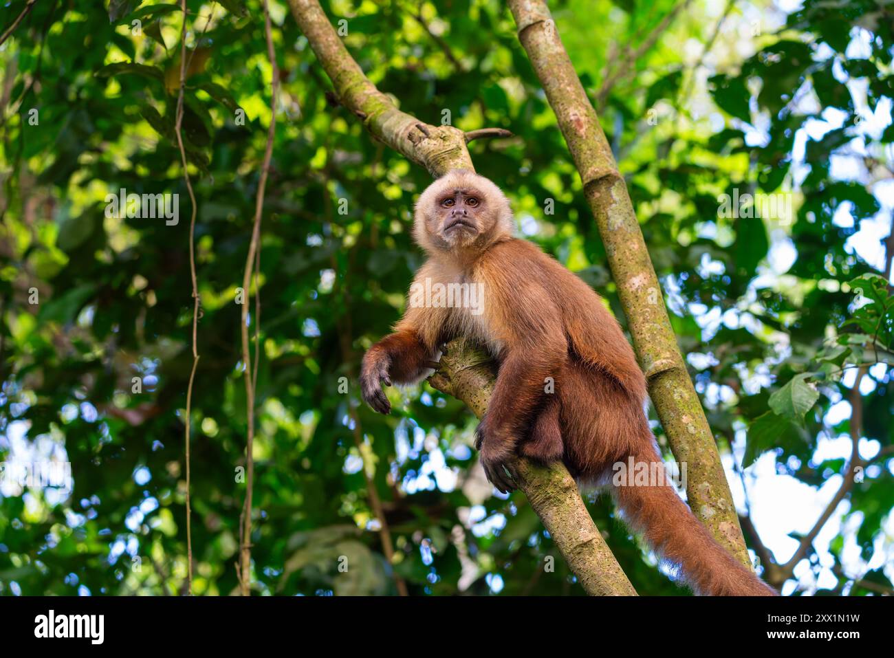 Brauner Kapuzineraffe (Cebus apella) (Sapajus apella) auf Baum, Tambopata National Reserve, Puerto Maldonado, Provinz Tambopata, Madre de Dios, Peru Stockfoto