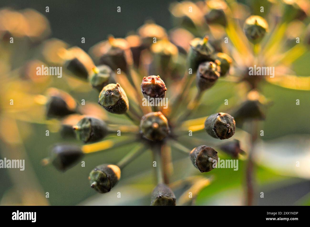 Efeufrucht-Dolden (Hedera helix), Frankreich, Europa Stockfoto